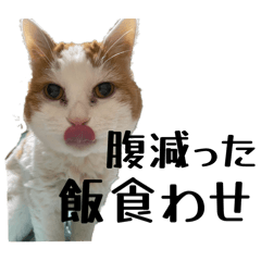 yneko_20251217015020