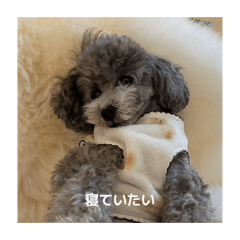 honoka_20251217070828