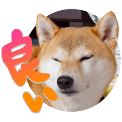 ชิบะอินุใบไม้เปลี่ยนสี13