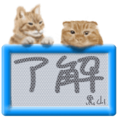 Kuroyama's real fluffy cat