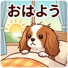 Cavalier Spaniel Everyday Life