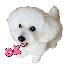 miizoo_20251217132920