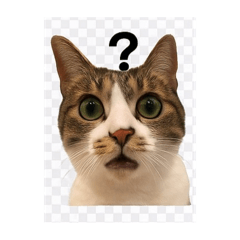 kenken_20251217151522