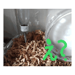 kanna_20251217201711