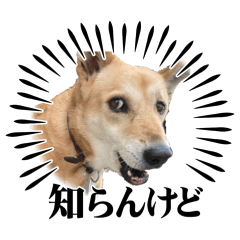 panda_20251217145312