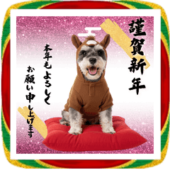 午きぐるみミニチュアシュナウザーBIG正月