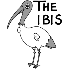 Bin Chicken (The Aussie Ibis)