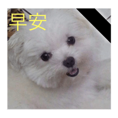 我家迷你馬爾濟斯