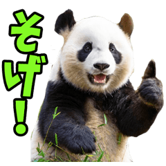 島根出雲弁☆パンダ