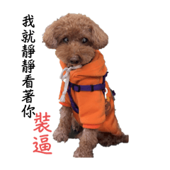小狗子第一彈