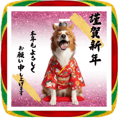 午きぐるみボーダーコリーBIGお正月
