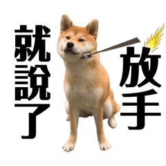 哇！好可愛的柴犬！