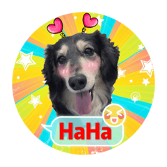 小肥Q
