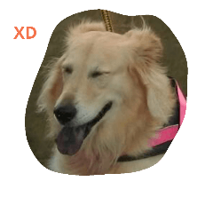 cuuuute goldens