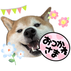 Shiba den