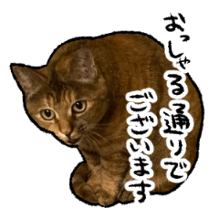 Sticker of cat named Walnut