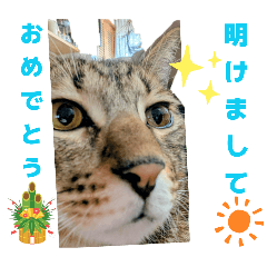 TORAsan_20251217202746