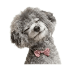 我が家のペコリーノ