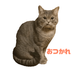 sachi_20251217211052