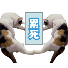 趙寶寶貼圖 2