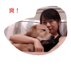 cute 3 dogs