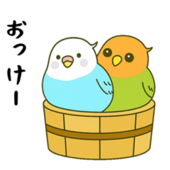 Budgie & Lovebird Sticker