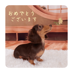 shiho_20251218091731