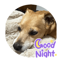 Hayno_20251217214105