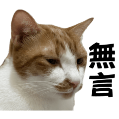 Q比的爽爽貓生第2彈