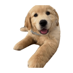 gussst_20251217172005