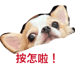 Q 醬醬