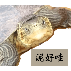 丸龜三兄弟日常對話貼圖1