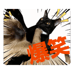 お酒とネコ好きな日常会話79