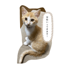 SUMIRE_20251216171244