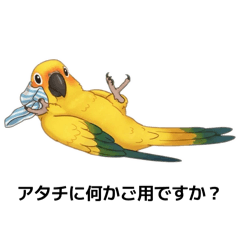 Daily life with birds