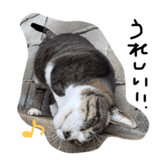 a cat around here