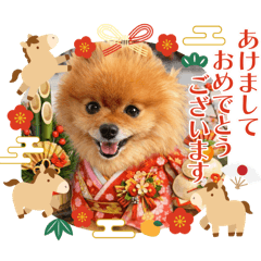 Pomeranian no mocochan_20251218004022