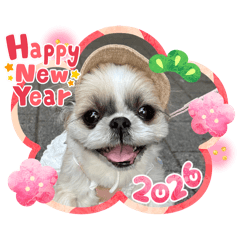 cocoa_20251218103229