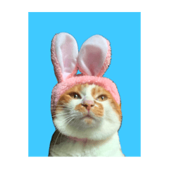 Red tabby &White CAT