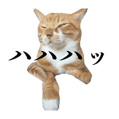 Nekos_sama.complication3
