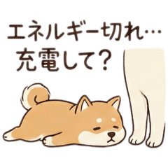 poppy_20251218120511