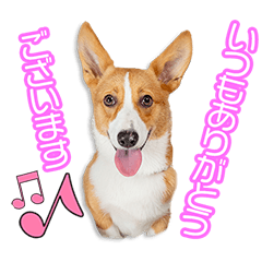 草場家のロイちゃん