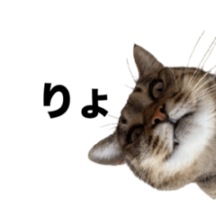 nekomofudou_20251218135928