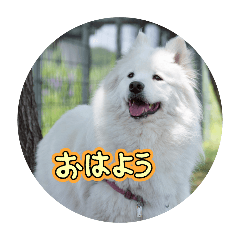 Powdered green tea flavor_20251218143103