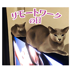 RENALOMOUDEL STICKER