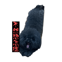 焦糖是隻黑貴賓