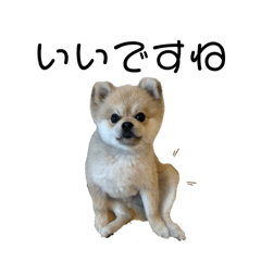 My Simba's daily life