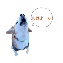 comet_20251218225236