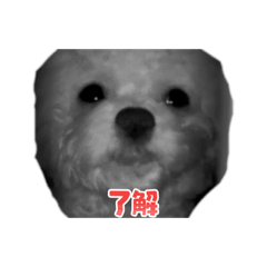 fuwafuwahanni_20251218191900