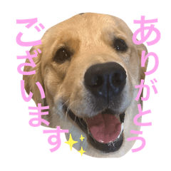 Golden Retriever LADY